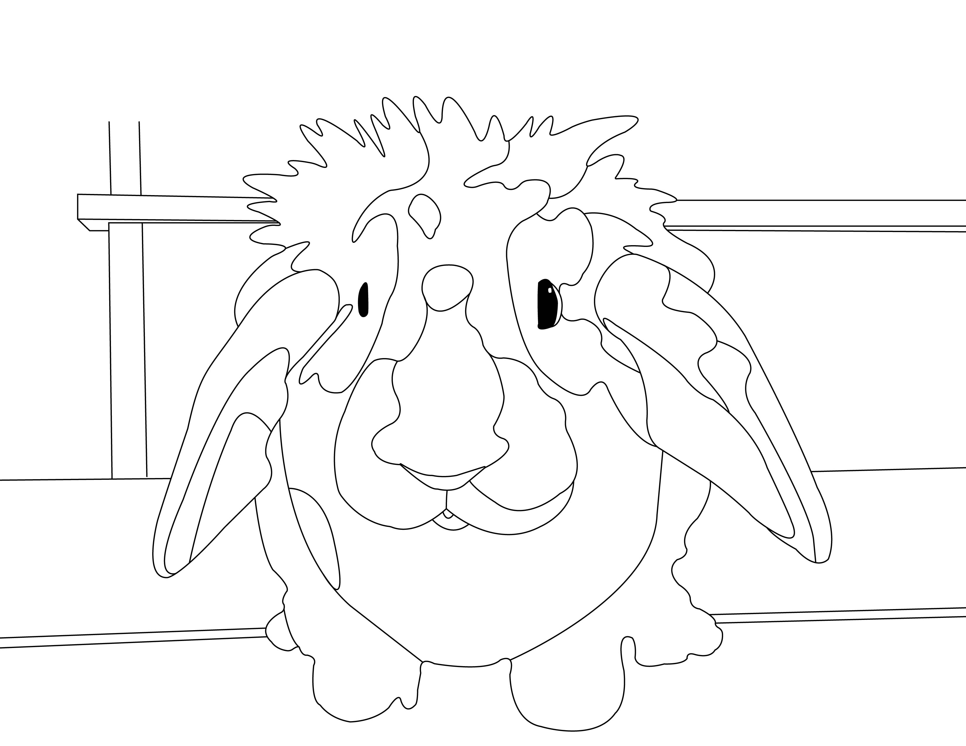Rabbit Collection