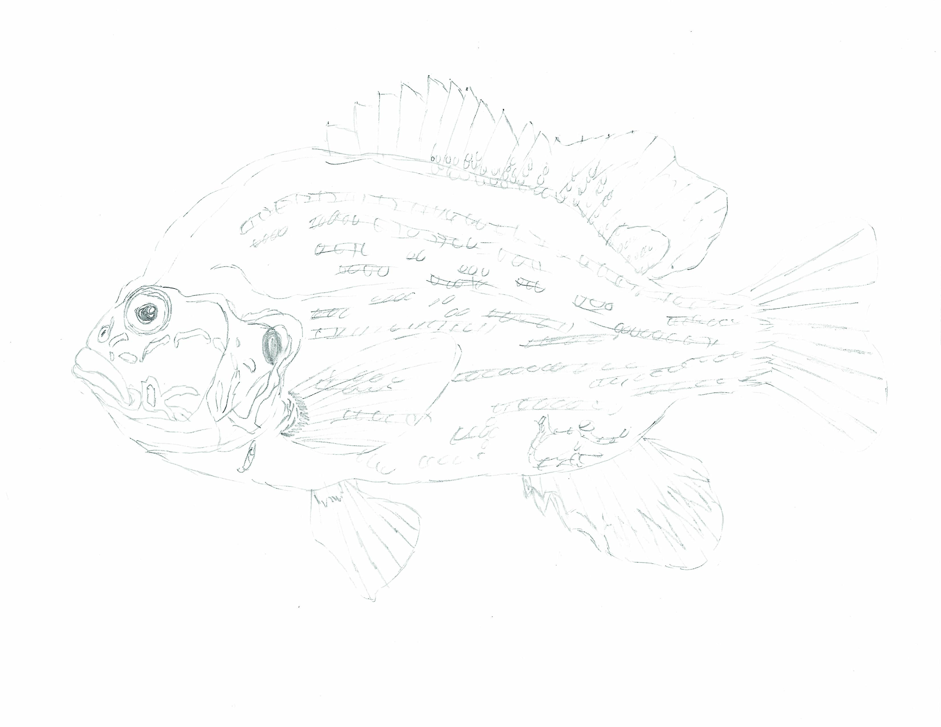Fish Coloring Book