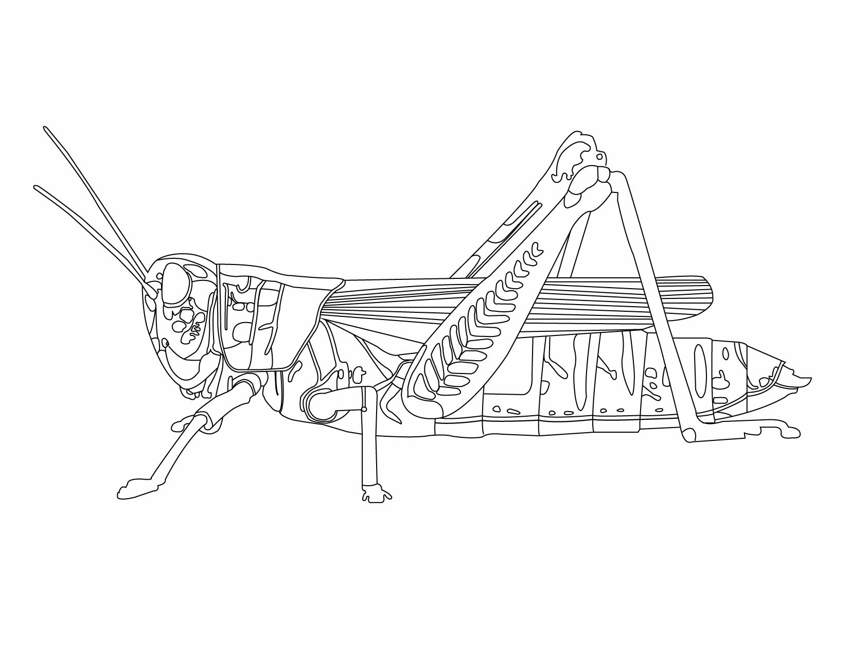 Insect Collection