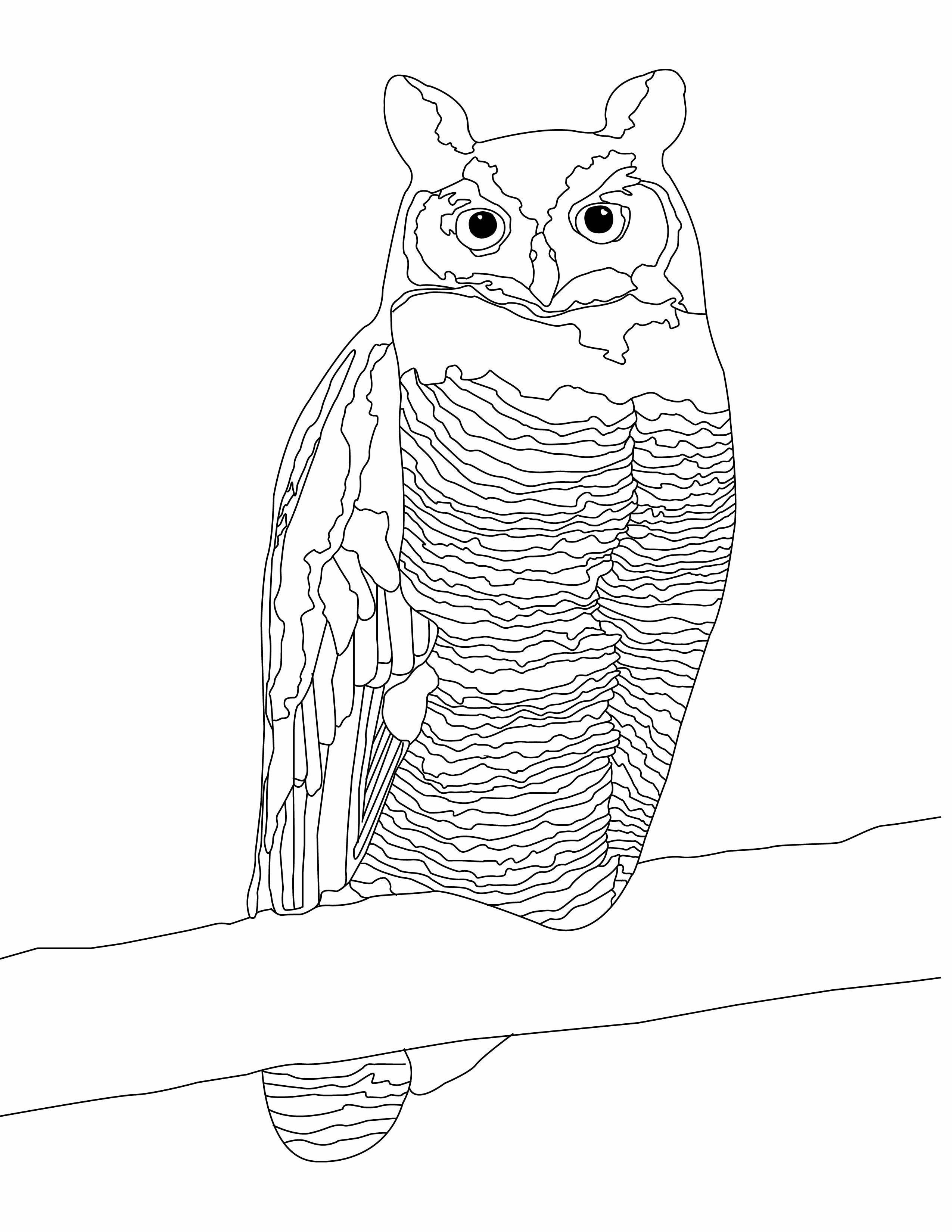 Owl Collection