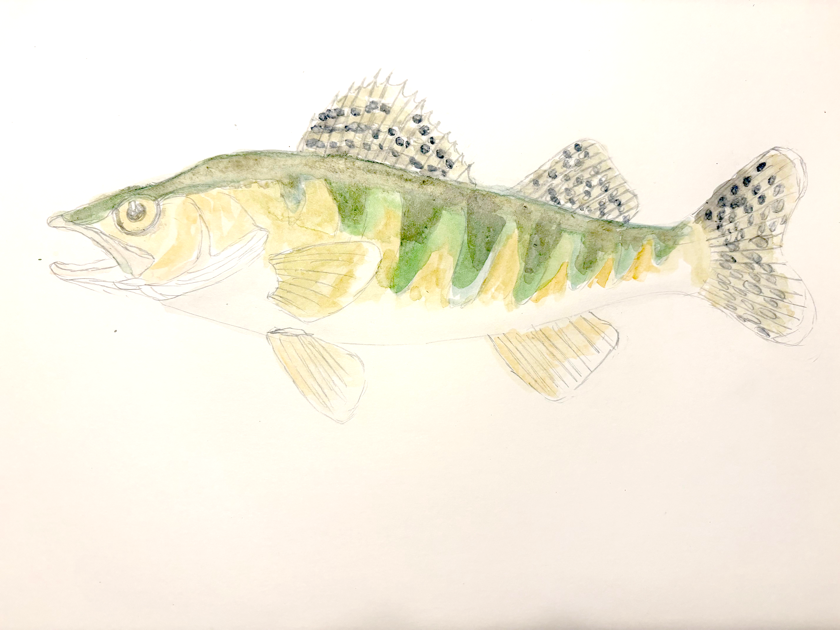 Fish Image